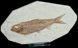 Knightia Fossil Fish - Wyoming #6567-1